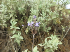 Lavandula buchii image