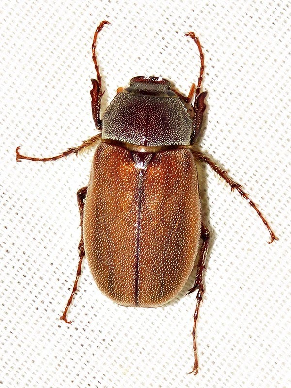 Coniopholis