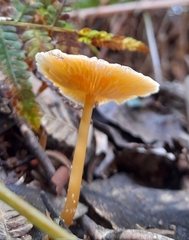 Rhodocollybia incarnata