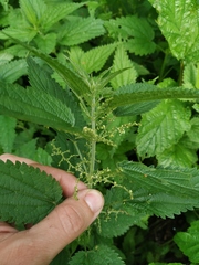 Urtica dioica