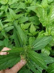 Urtica dioica