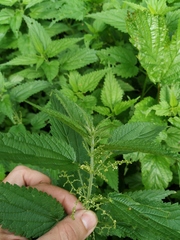 Urtica dioica