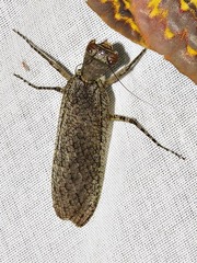 Tarachodinae