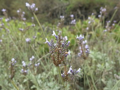 Lavandula buchii image