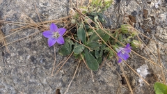 Campanula mollis