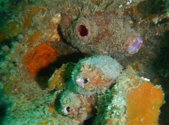 Pyura dura