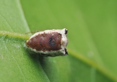 Phoroncidia septemaculeata