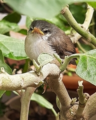 Prinia socialis