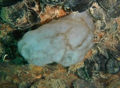 Phallusia mammillata