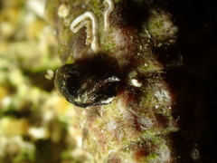 Haminoea exigua