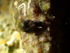 Haminoea exigua