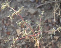 Petrosimonia brachiata