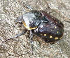 Hypselogenia geotrupina geotrupina