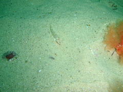 Caffrogobius nudiceps
