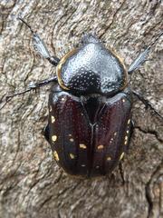 Hypselogenia geotrupina geotrupina