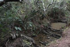 Strelitzia reginae reginae