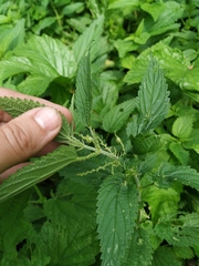 Urtica dioica