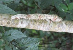 Uroplatus henkeli