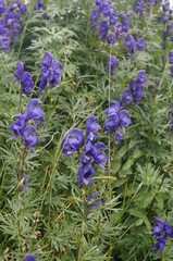 Aconitum glandulosum