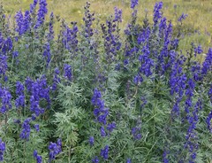 Aconitum glandulosum