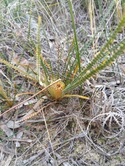 Banksia dallanneyi