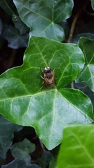 Eristalis tenax