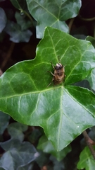 Eristalis tenax