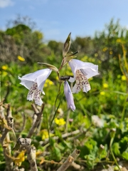 Gladiolus caeruleus