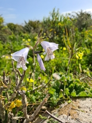 Gladiolus caeruleus