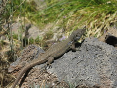 Gallotia galloti galloti