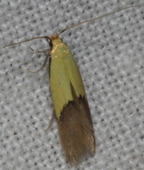 Opogona protodoxa