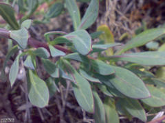 Othonna coronopifolia