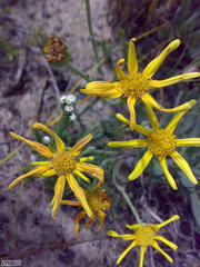 Othonna coronopifolia