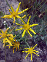 Othonna coronopifolia