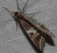 Phrataria transcissata