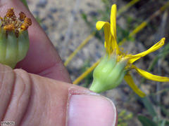 Othonna coronopifolia