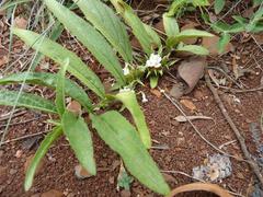 Crabbea angustifolia
