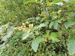 Syringa × henryi