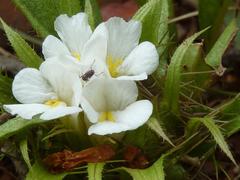 Crabbea angustifolia