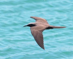 Anous stolidus galapagensis