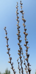 Veronica arvensis