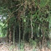 Bambusa tuldoides - Photo (c) janywu, alguns direitos reservados (CC BY-NC)