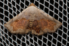 Eublemma pectorora