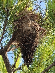 Thaumetopoea pityocampa