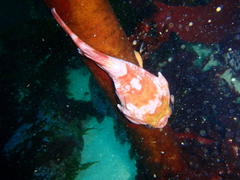 Chorisochismus dentex