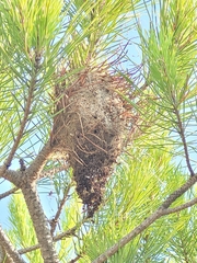 Thaumetopoea pityocampa