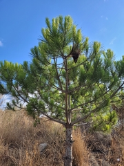 Thaumetopoea pityocampa