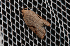 Meritastis piperata