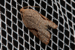 Meritastis piperata