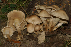 Pholiota angustipes